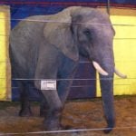 Circus owner: activists freed killer elephant
