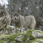 Farmer poisoned 24 animals in bid to kill wolf