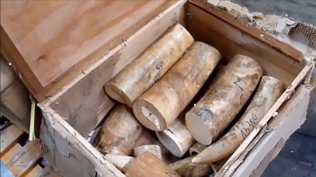 Mammoth ivory haul seized in France