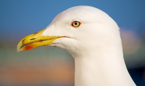 Riviera seagull swoops to steal smartphone