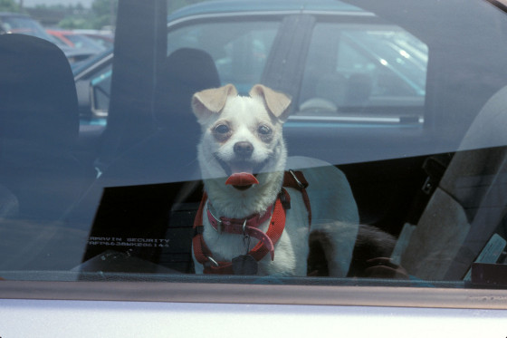 Up to €7,500 fine for leaving dogs in hot cars