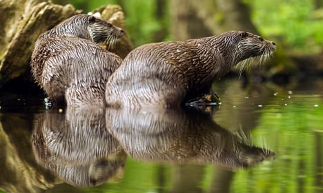 Endangered otters make comeback in Sweden