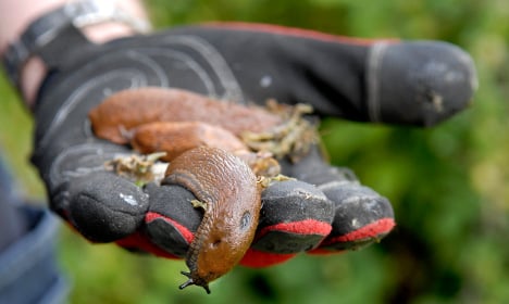 Swedish woman battles killer slug invasion