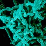 Spain records first case of diphtheria for 30 years