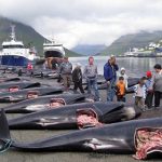 Activists launch anti-whaling action in Faroes