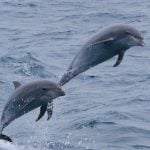 VIDEO: Rare dolphins spotted near Aarhus
