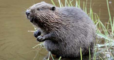 Belligerent beaver bites Bavarian bystanders