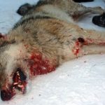 Wolf hunt launched in forest north of Oslo