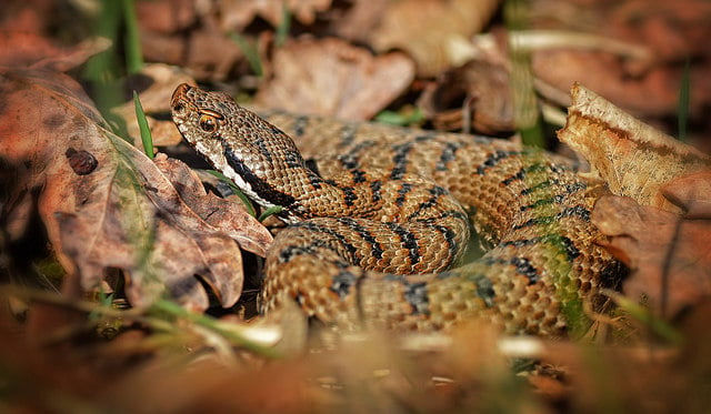 the-most-dangerous-animals-found-in-france