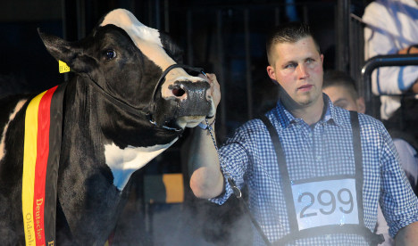 Lady Gaga named Germany’s prettiest cow