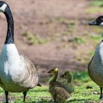 Italian town declares war on ‘aggressive’ geese