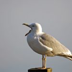 Swedish man’s pet gull sentenced to death