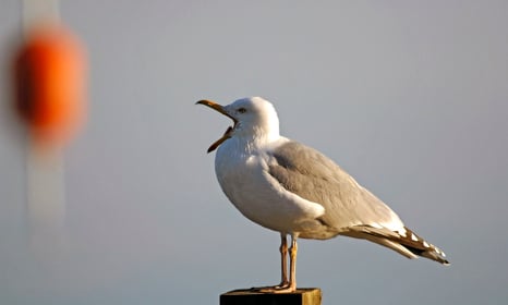 Swedish man's pet gull sentenced to death