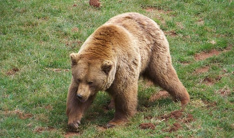 Bear attacks man on scenic hiking trail