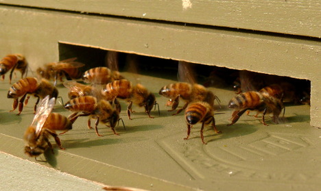 Bees terrorise southern Swedish apartment block