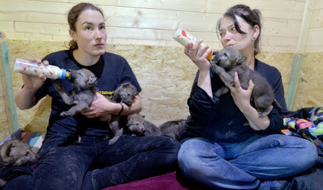 Hand-raised cubs to boost wolf numbers