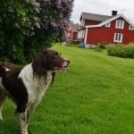 <p>
	Residents <a href="http://www.thelocal.se/20150615/harstena-life-on-swedens-secret-islands-ostergotland-archipelago-tlccu" target="_blank">Niklas and Lina</a> also raise dogs, like beautiful Tikki, shown here, on the island.</p>
Photo: Solveig Rundquist/The Local