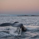 <b>Whale-watching</b> Why eat them when you can photograph them? Photo: Lena Pettersen/Flickr