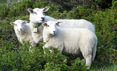Mystery of ‘kidnapped’ Norwegian sheep