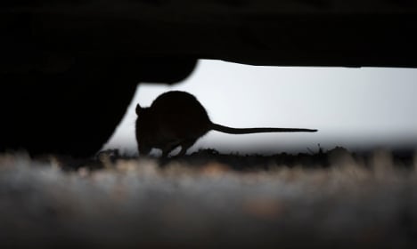 Rat attack fears at Stockholm care home