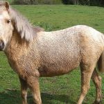 French pensioner freed after ‘sex with pony’