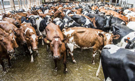 ‘Meat tax could secure future of Swedish farms’