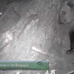 VIDEO: ‘Blond’ bear finds internet fame in Italy