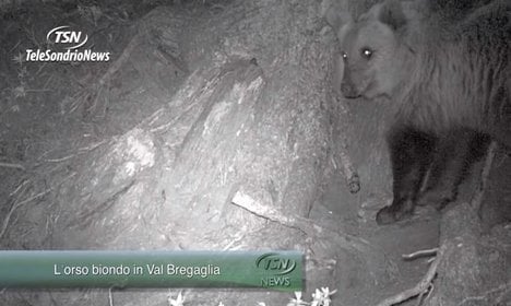 VIDEO: ‘Blond’ bear finds internet fame in Italy