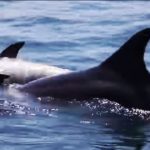VIDEO: Dolphin refuses to abandon dead calf