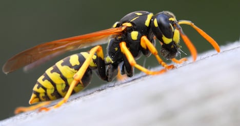 Wasps thrive as hot weather continues