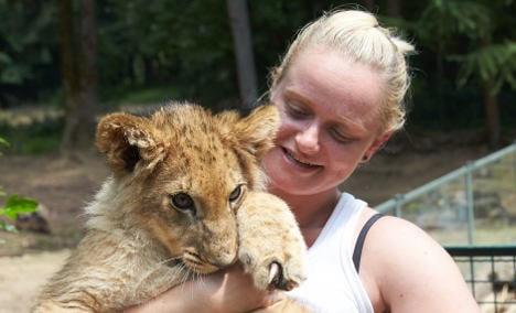 Lion cub raised in living room leaves home