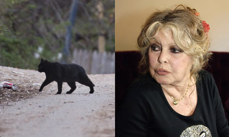 Bardot blasts Australia’s plan to slay wild cats