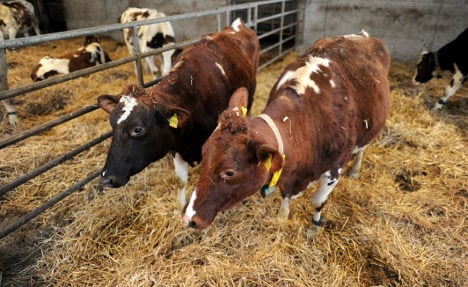 Germany 'to ban' pregnant cow slaughter