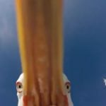 Seagull steals camera for amazing bird’s eye selfie