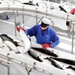 Norway makes EU deal to extend fish exports