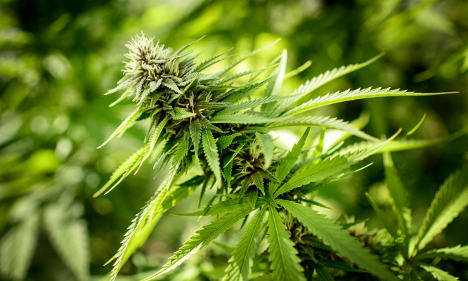 Two jailed for cannabis farm at Swedish school