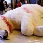 Czech tourists fined for polar bear attack