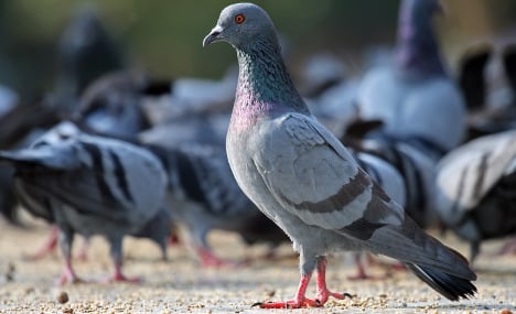 Spanish town to put its pigeons on the pill
