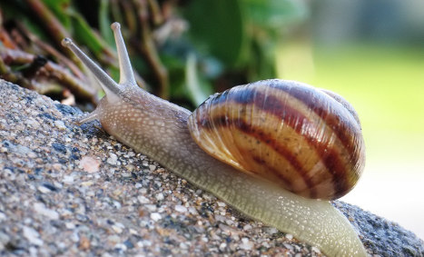 Swedes on cusp of snail control breakthrough