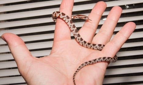Swedish snake expert investigates slippery find
