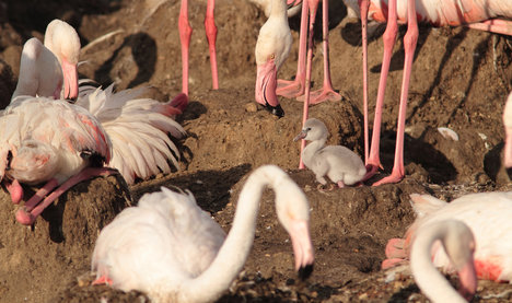 Nesting flamingos a first for Sicily