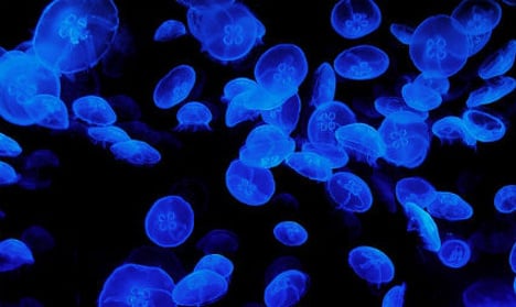 West Sweden stung by blue jellyfish invasion