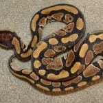 French firefighters called in for rogue python