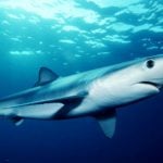Costa Brava beaches closed over shark fears