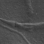 Oldest sperm found by Stockholm scientists