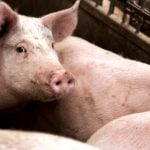 Swedish farm mystery as pigs vanish without trace