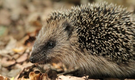 Danish hedgehogs dying in massive numbers