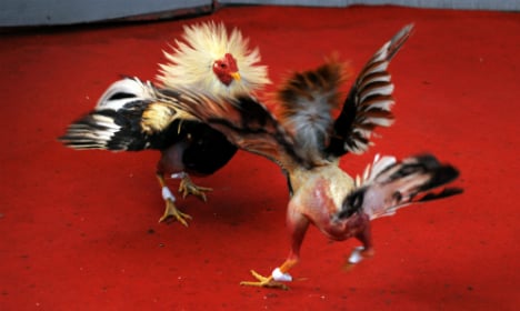 French court says ‘non’ to new cockfighting pits