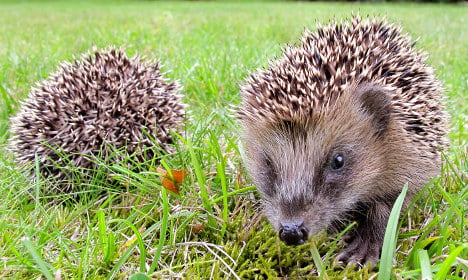 Hedgehogs 'kicked like footballs' in Sweden