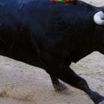 French tourist gored to death by bull in Spain